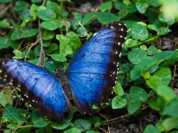 Bluesky Butterfly in nature (cc Wikimedia / tm)