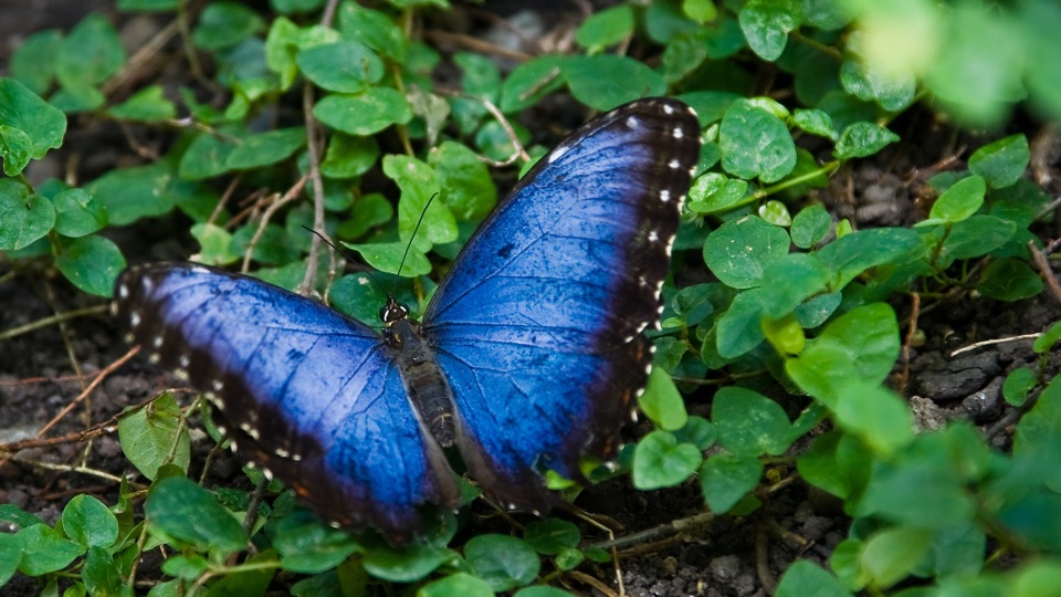 Bluesky Butterfly in nature (cc Wikimedia / tm)